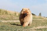 CHOW CHOW 038